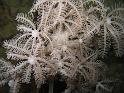 Corail plume d'autruche - Xenia spp